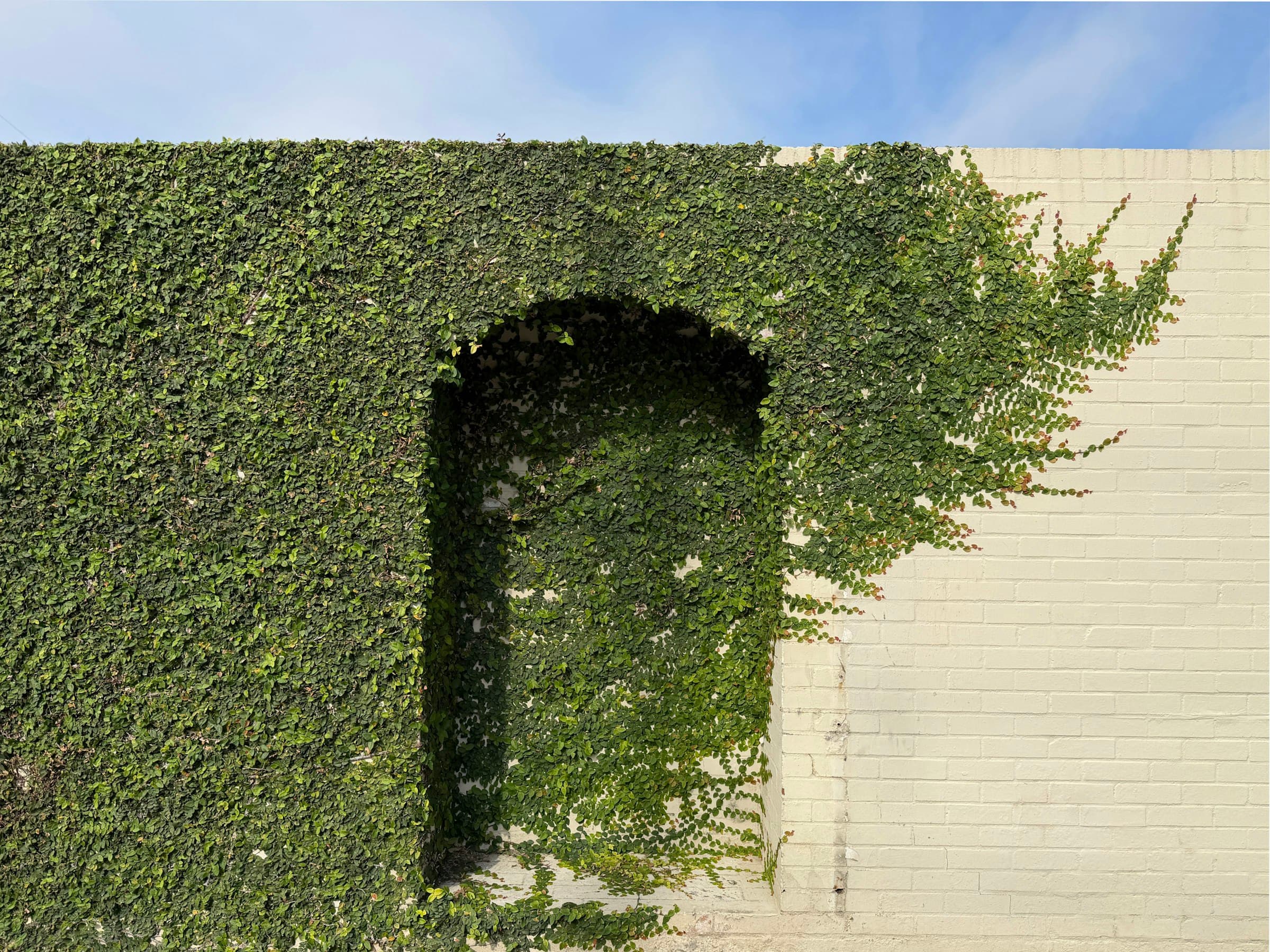 Green ivy covering an arched opening in a brick wall.